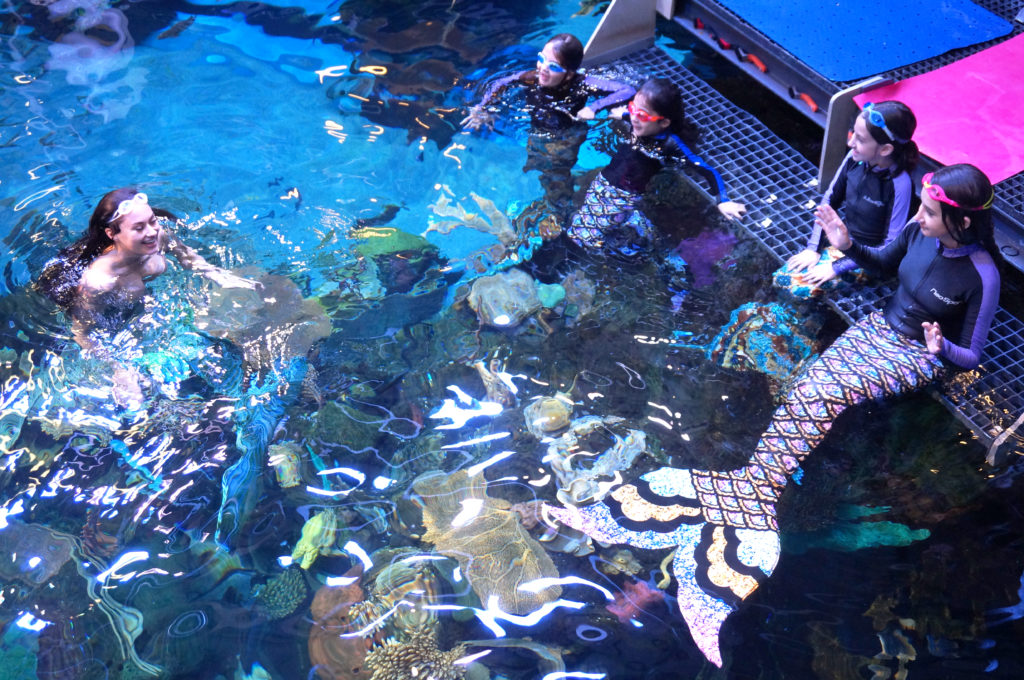 Mermaid School girls in aquarium
