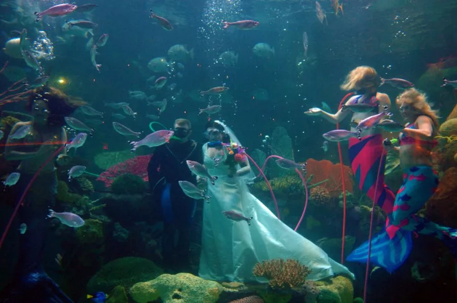 Las Vegas Underwater Wedding