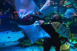 Silverton Aquarium