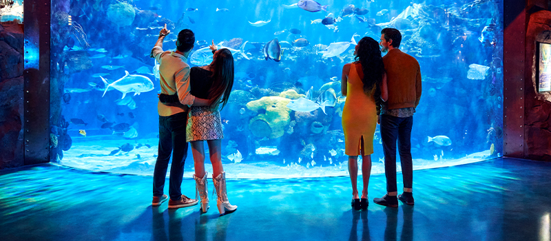 Aquarium; Silverton Casino Lodge; Mermaid Aquarium; Silverton Mermaid Show; Las Vegas Mermaid Show; Aquariums in Las Vegas