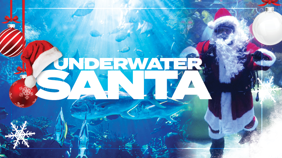 Underwater Santa at Silverton Aquarium