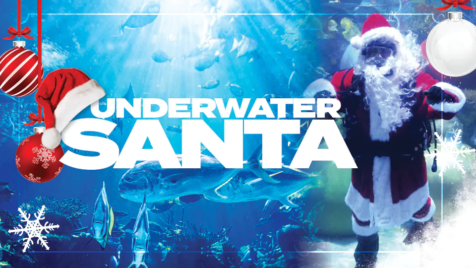 Underwater Santa